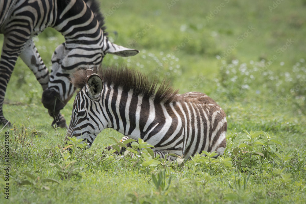 Resting Baby Zebra Resting Baby Zebra