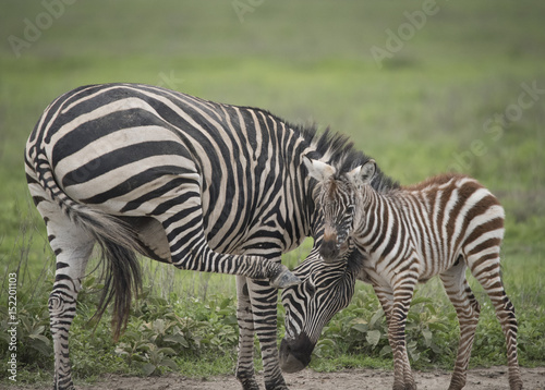 Cuddly Baby Zebra