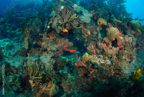 Wide angle of bright underwater coral reef