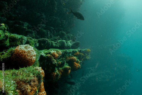 Fototapeta Naklejka Na Ścianę i Meble -  Underwater Garden Soft Coral