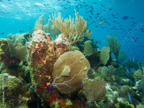 tropikalna-rafa-koralowa-ze-zlotym-wachlarzem-i-lawica-malych-niebieskich-ryb