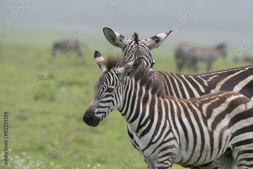 Zebra Twosome