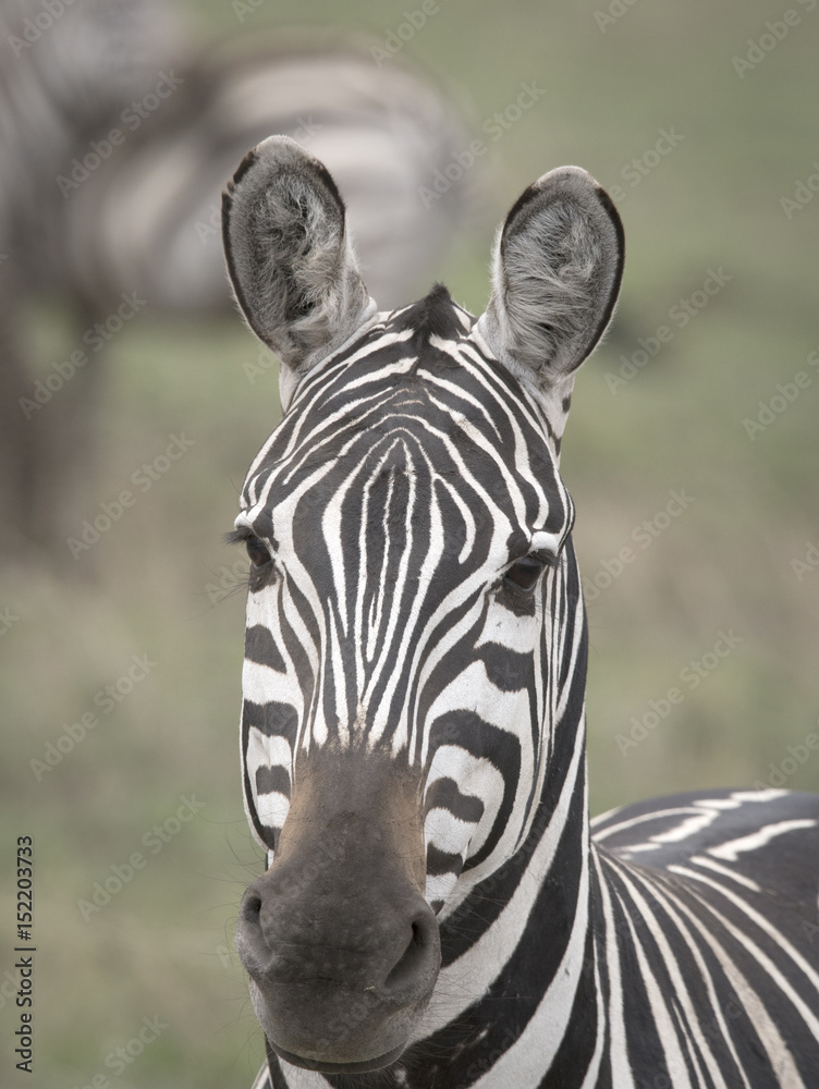 Naklejka premium Zebra Face