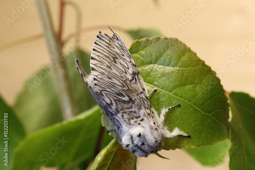 Puss moth on poplar leaf.
