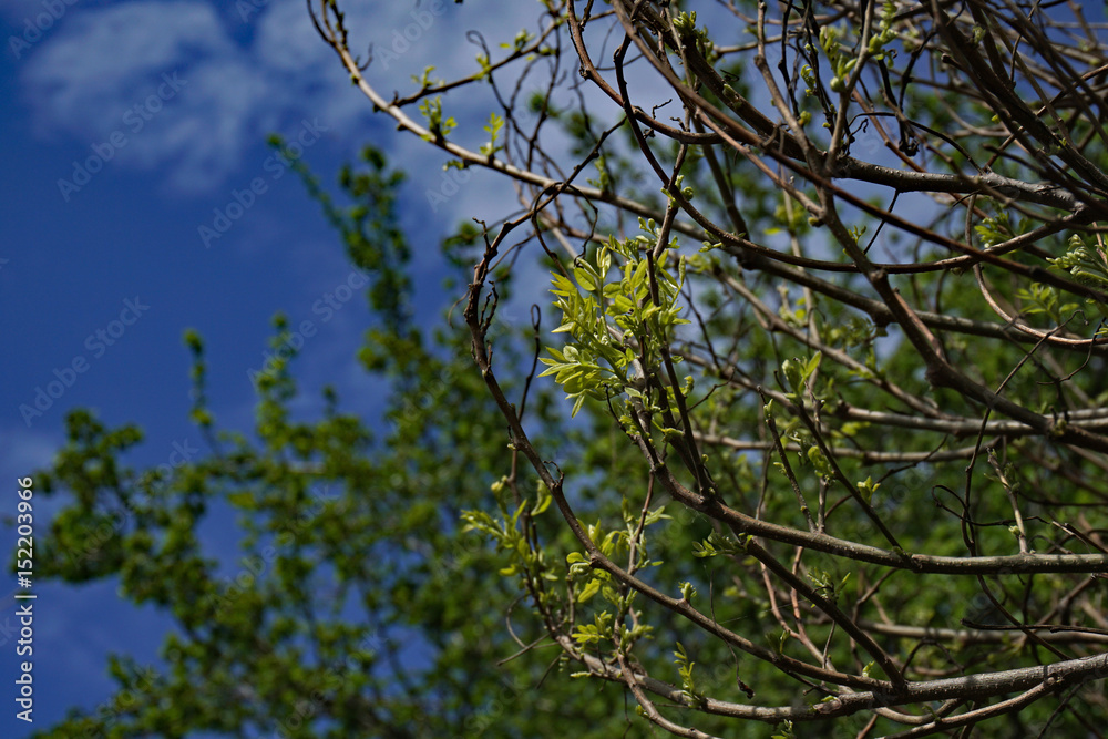 Fototapeta premium Spring Buds on Trees