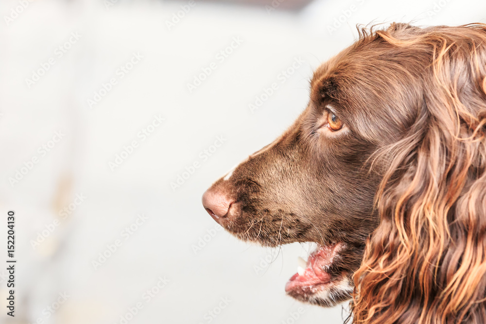 Lovely brown dog closeup