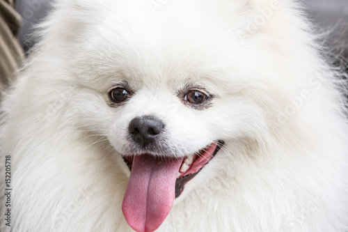 Lovely and lively white Pomeranian dog