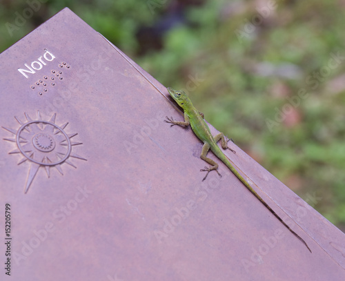 Anolis, lézard vert, zandoli photo