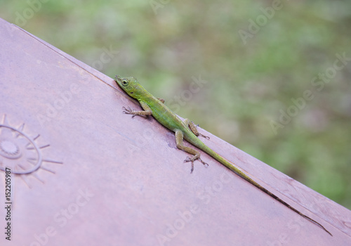 Anolis, lézard vert, zandoli
