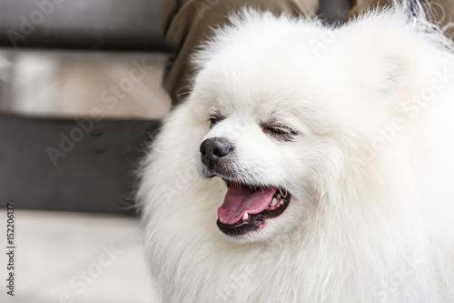Lovely and lively white Pomeranian dog © ABCDstock