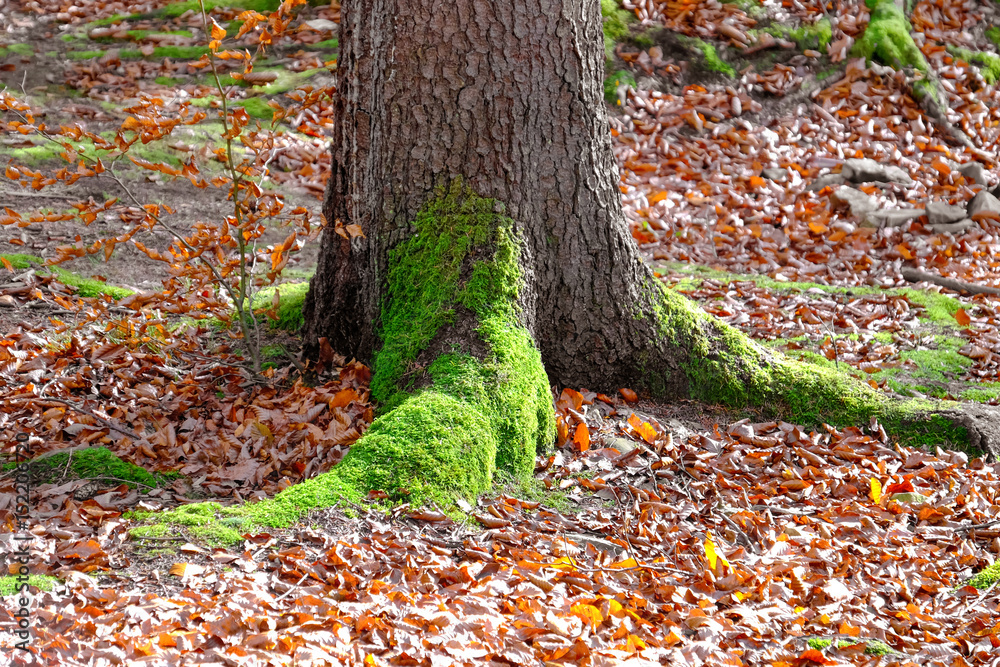 Moss on forest tree