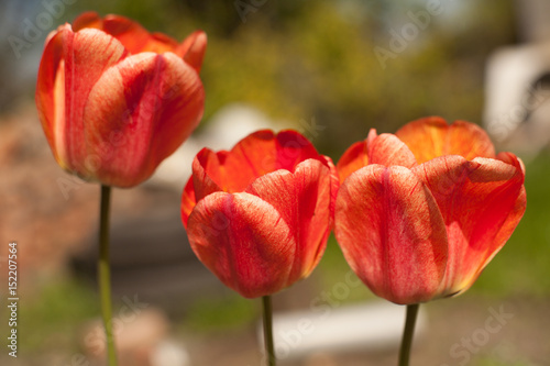 Flowers tulips are red-yellow on a background of green photo