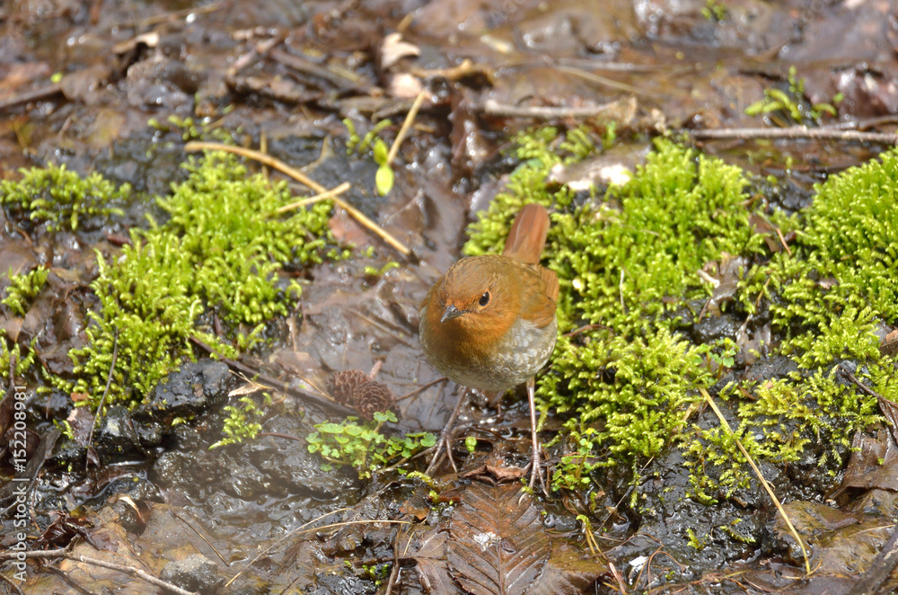 Fototapeta premium コマドリ