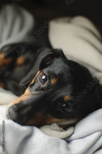 Sleepy Dachshund