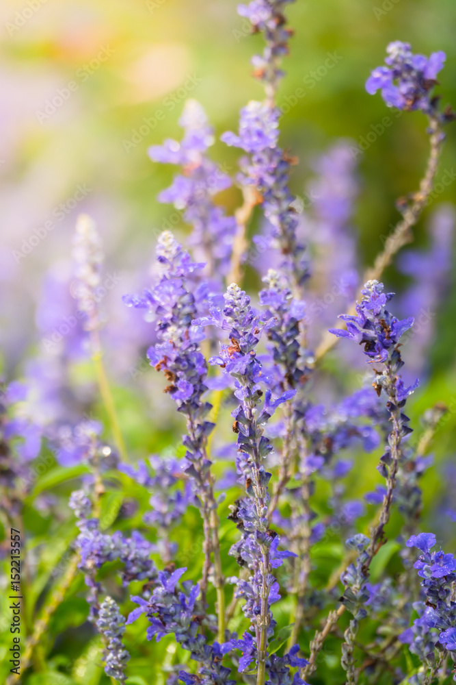 The background image of the colorful flowers The background image of the colorful flowers