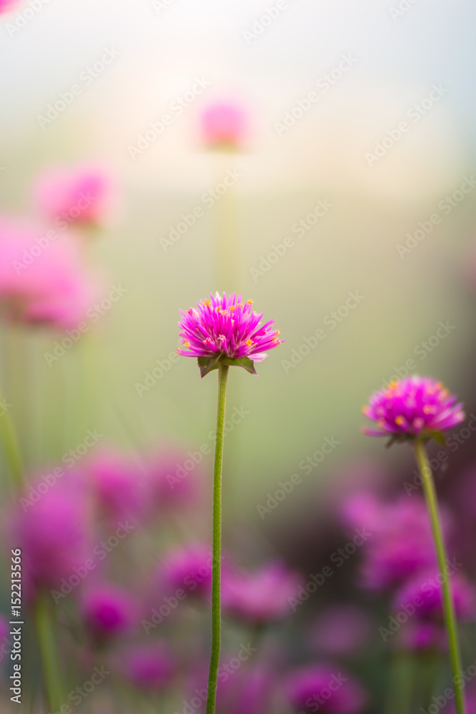 Fototapeta premium The background image of the colorful flowers