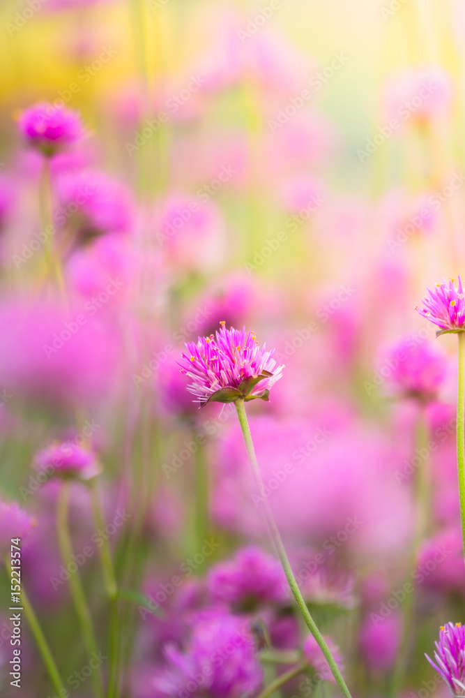Fototapeta premium The background image of the colorful flowers