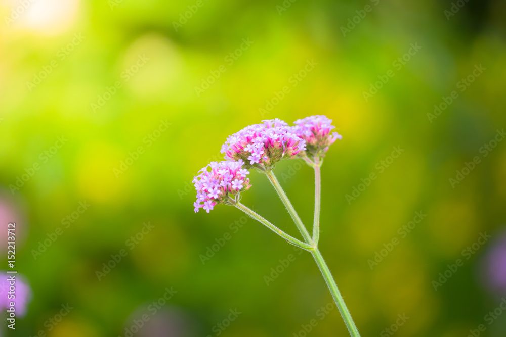 The background image of the colorful flowers The background image of the colorful flowers