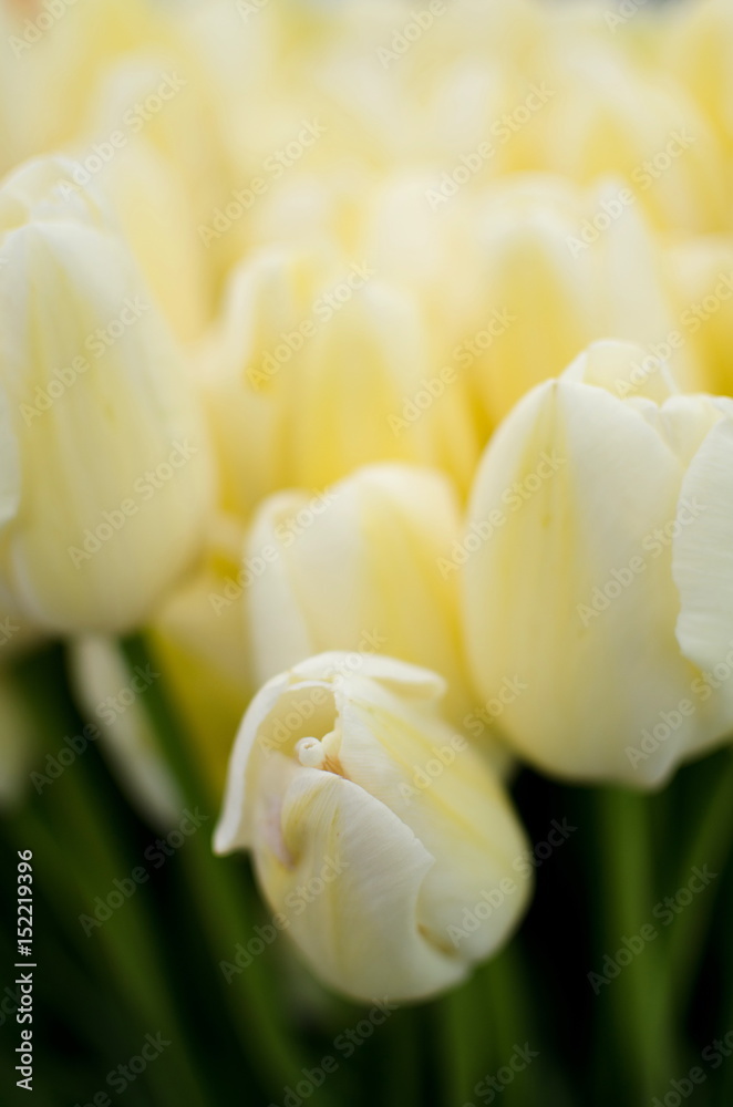 Fototapeta premium Tulips season at Redmond farmer market