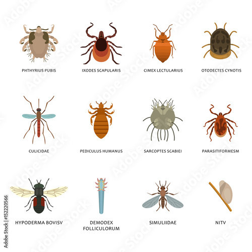 Human skin parasites and housing pests insects isolated disease bug macro animal bite vector illustration