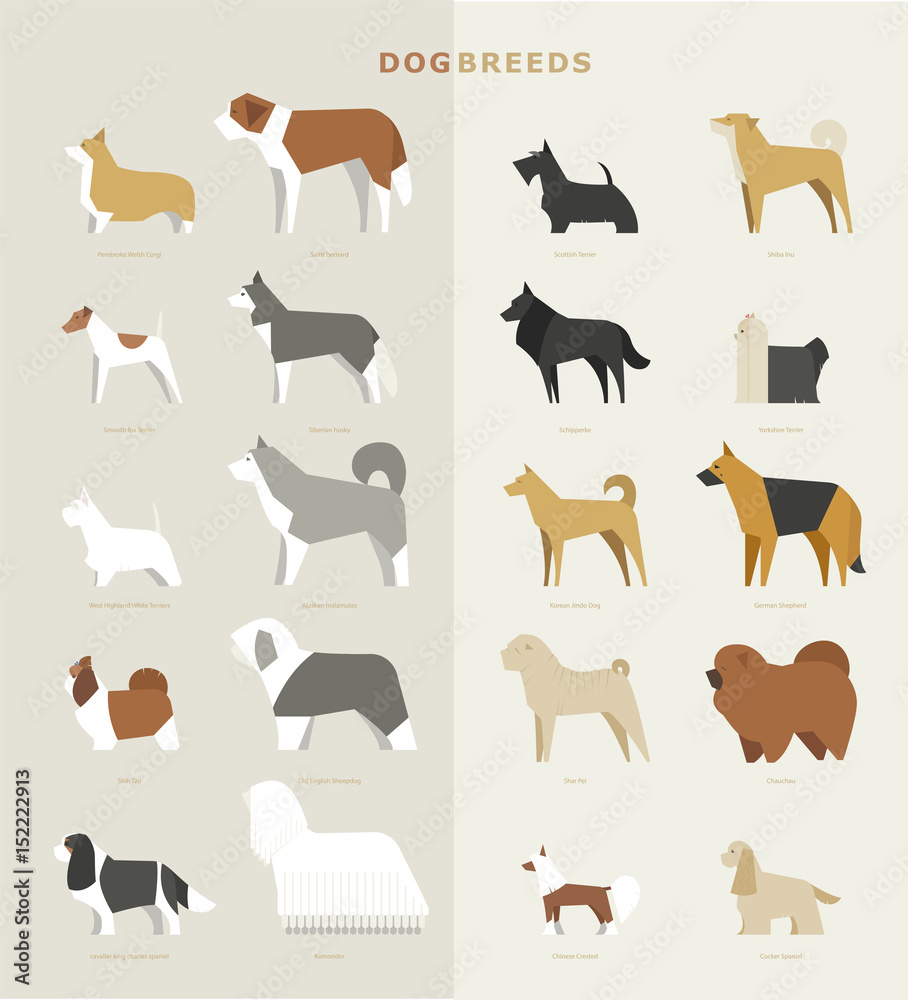 Fototapeta premium dog breed flat design vector illustration set
