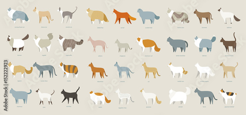 Vászonkép cat breed set vector illustration flat design