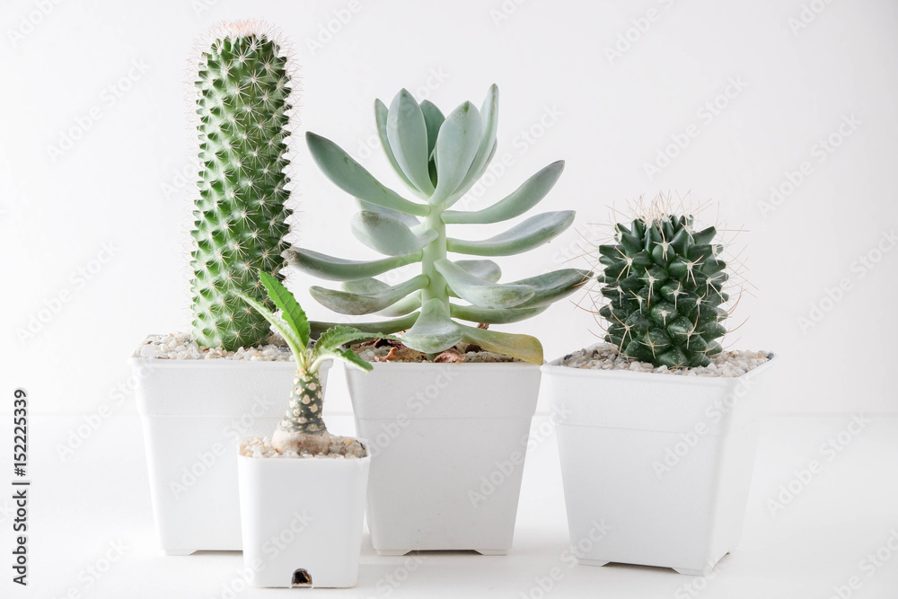 succulents or cactus in concrete pots over white background on the shelf