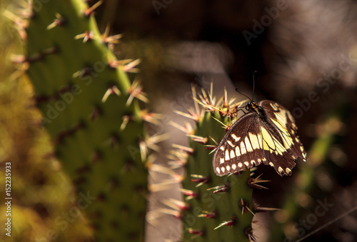 Anise swallowtail butterfly, Papilio zelicaon, on a prickly pear cactus photo