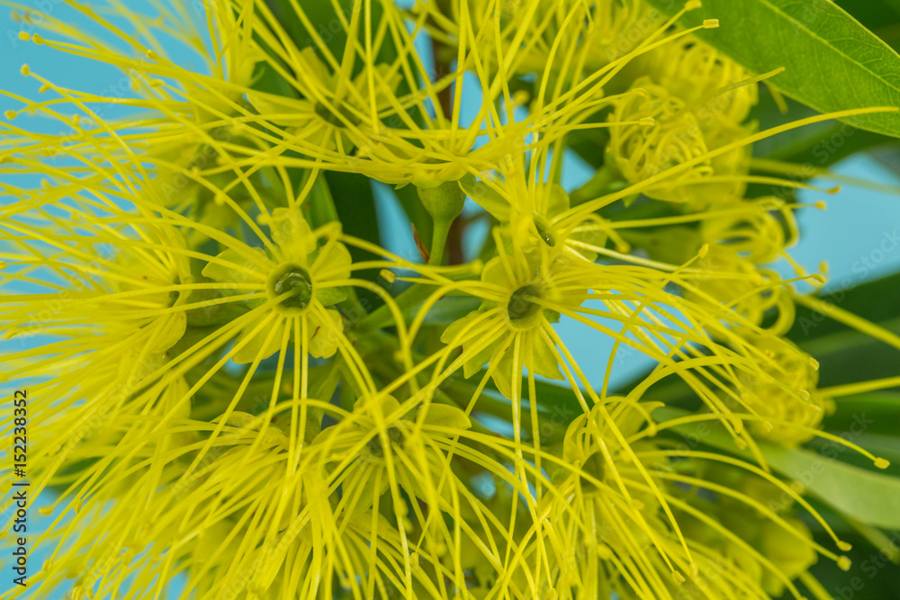 Fototapeta premium An Australian Native Flower