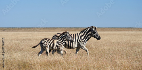 Two zebras, mom and puppy