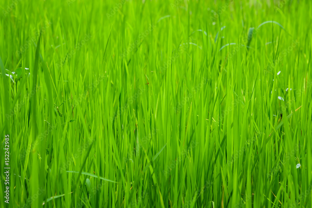 Rice fields Or grass green Close up ,Natural green Background texture Rice fields Or grass green Close up ,Natural green Background texture