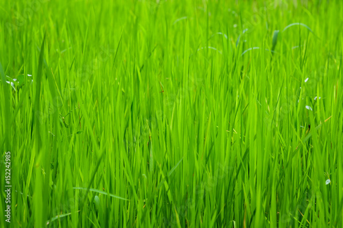 Rice fields Or grass green Close up ,Natural green Background texture