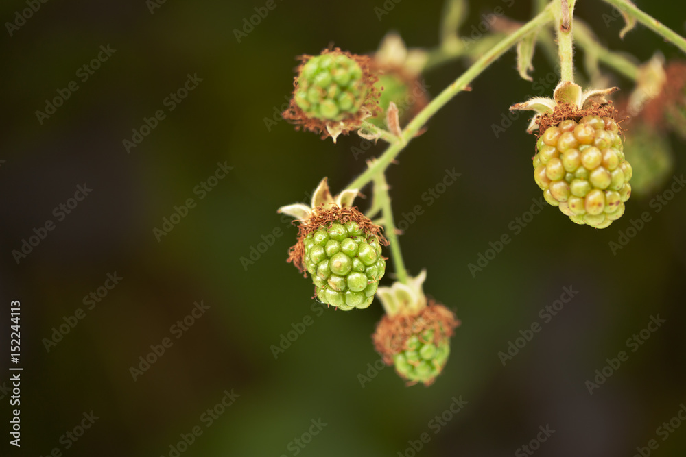 Unripe Blackberries closeup with a blurry background Unripe Blackberries closeup with a blurry background