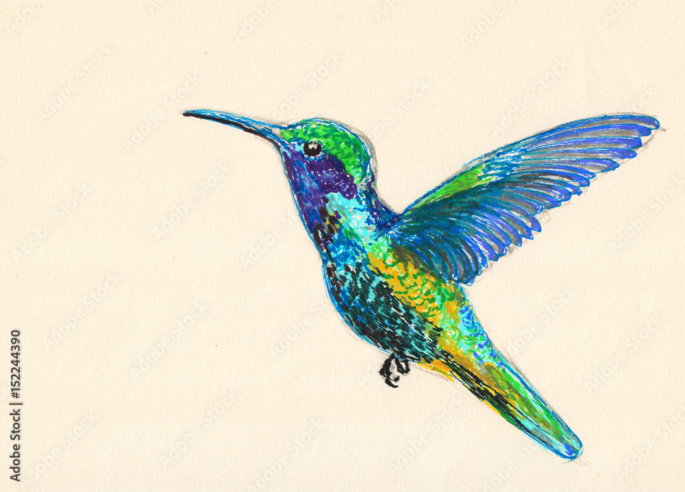 Fototapeta premium bird illustration hand drawn painting,Hummingbirds illustration