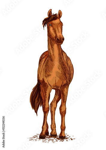 Horse brown mustang vector sketch symbol