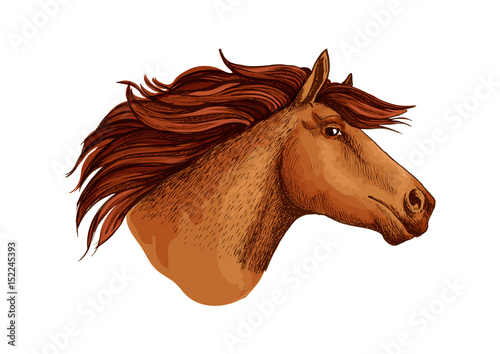 Horse racer mustang head vector sketch symbol