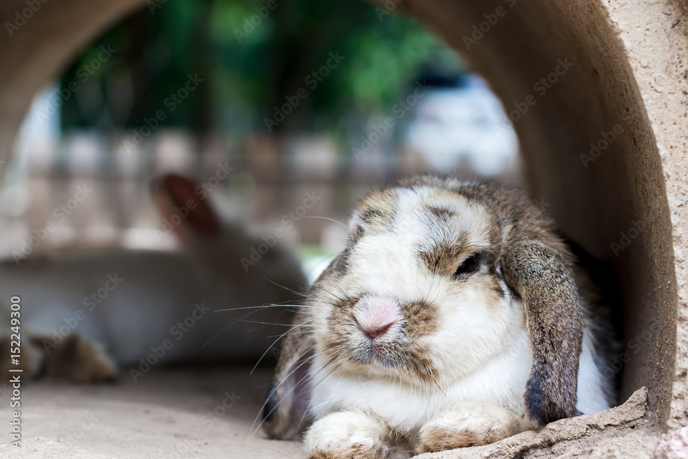 Fototapeta premium Cute rabbit resting in the tunnel