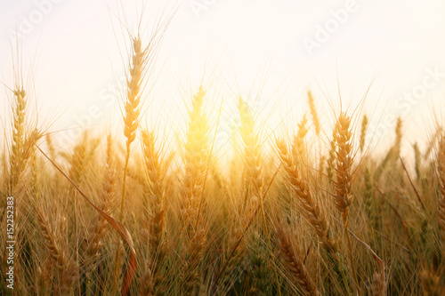 photo of wheat field at sunset