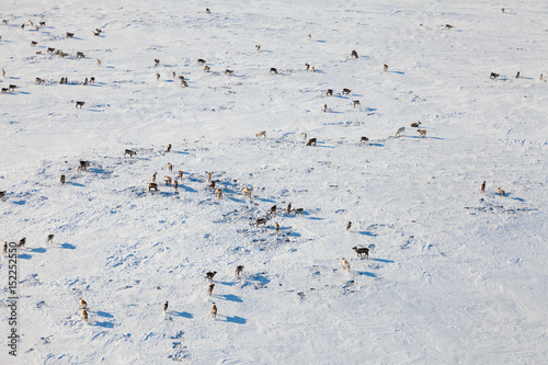 Deer in winter tundra, view from above