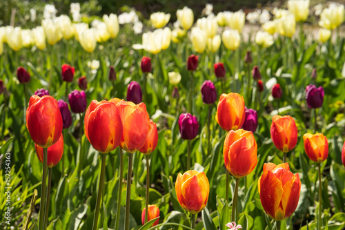 Tulip field with colorful tulips