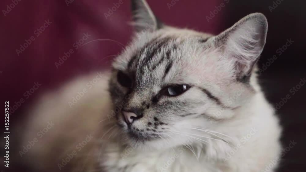 A white cat with blue eyes relaxing lying looking at camera A white cat with blue eyes relaxing lying looking at camera