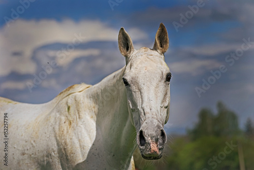Beautiful white horse on a field with a colorful background © nikidericks