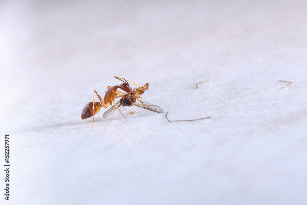 Ant eating mosquito, on white background Ant eating mosquito, on white background