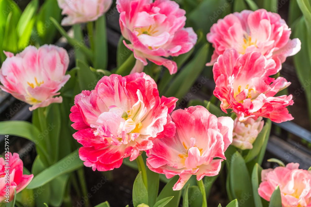 closeup of beautiful tulip flowers blooming in field,view from above. closeup of beautiful tulip flowers blooming in field,view from above.