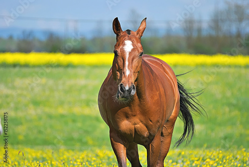 Beautiful horse with a colorful background in summer