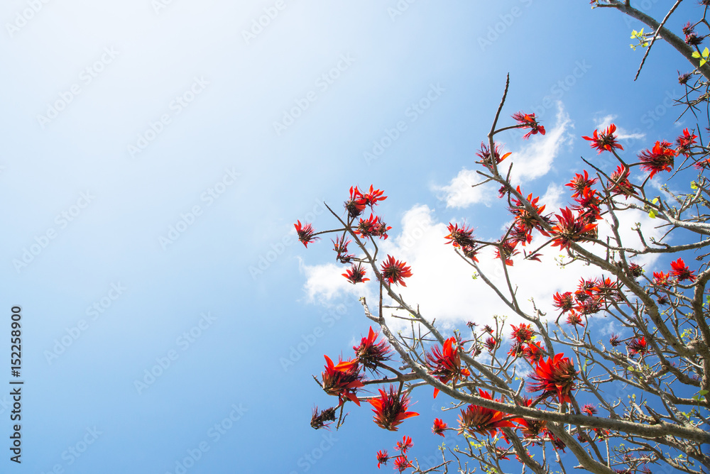 デイゴの花・沖縄の県花