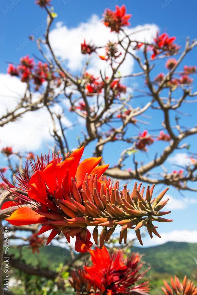 デイゴの花 沖縄の県花 Stock Photo Adobe Stock