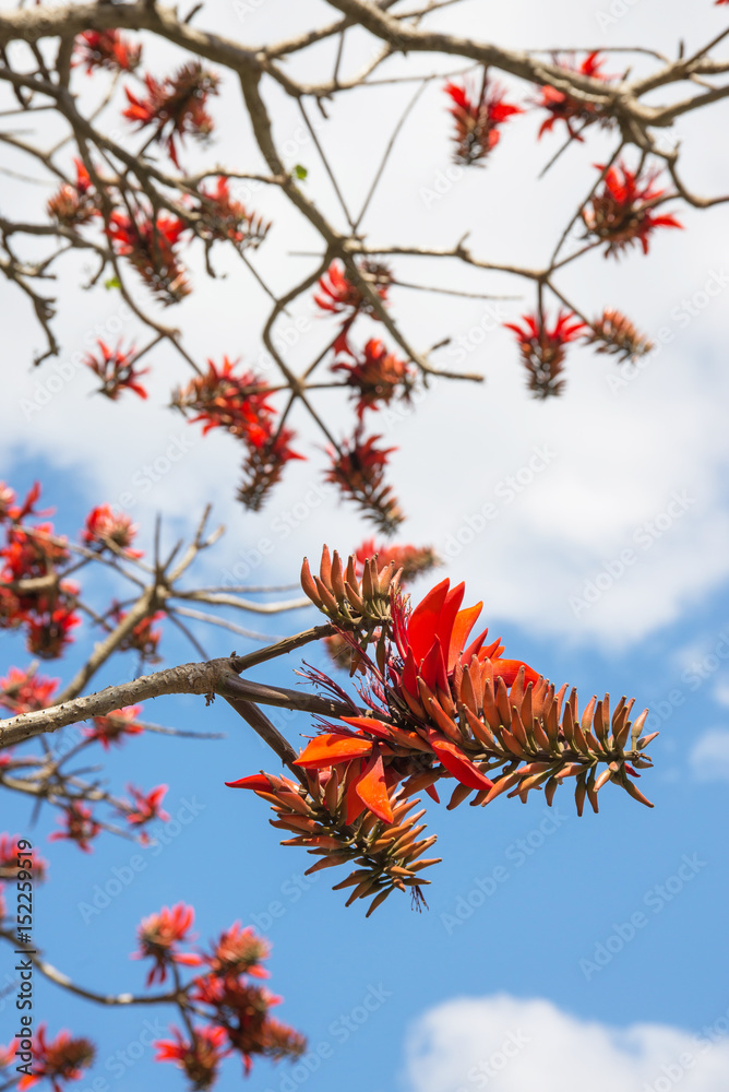 デイゴの花 沖縄の県花 Stock Photo Adobe Stock