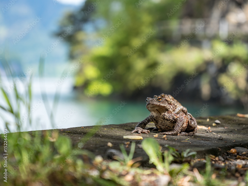 Frosch, Familie, Huckepack, Urnersee, Schweiz