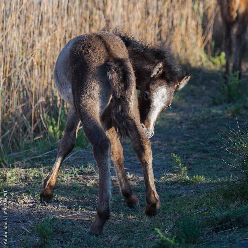 Foal, Camargue horse in back light in the swamps Foal, Camargue horse in back light in the swamps